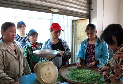 　都匀毛尖茶青收购