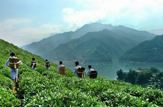 安化茶区风景