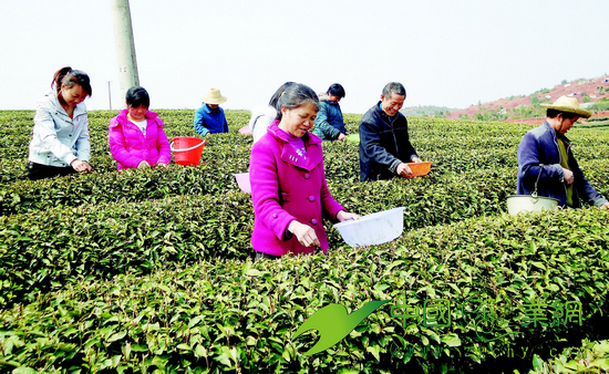 今年云南春茶总产量预计减少2成