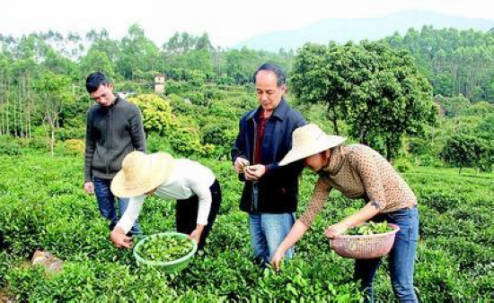 博罗县茶农种茶建新房