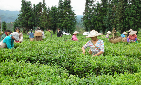 铜仁市茶业使农村5万人就业